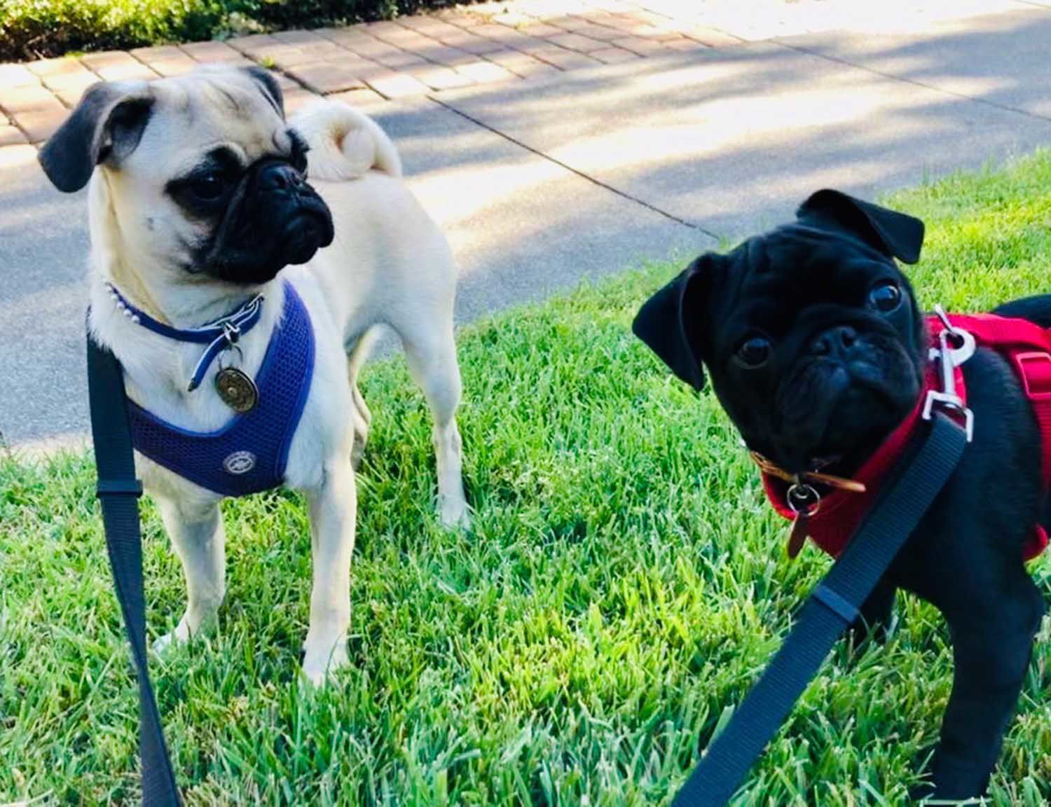 Pic of the Litter: Pearl and Scarlett